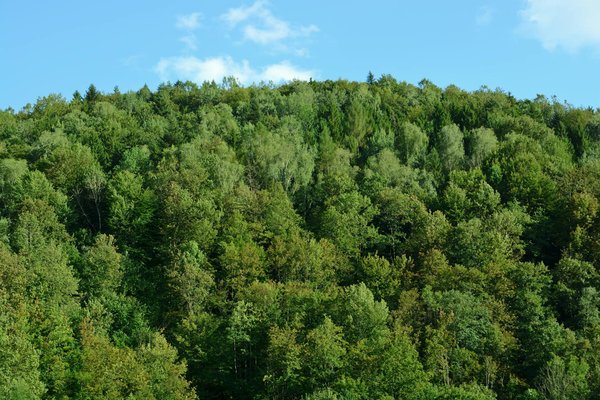 L'importance cruciale des micro-forêts urbaines pour préserver la biodiversité locale